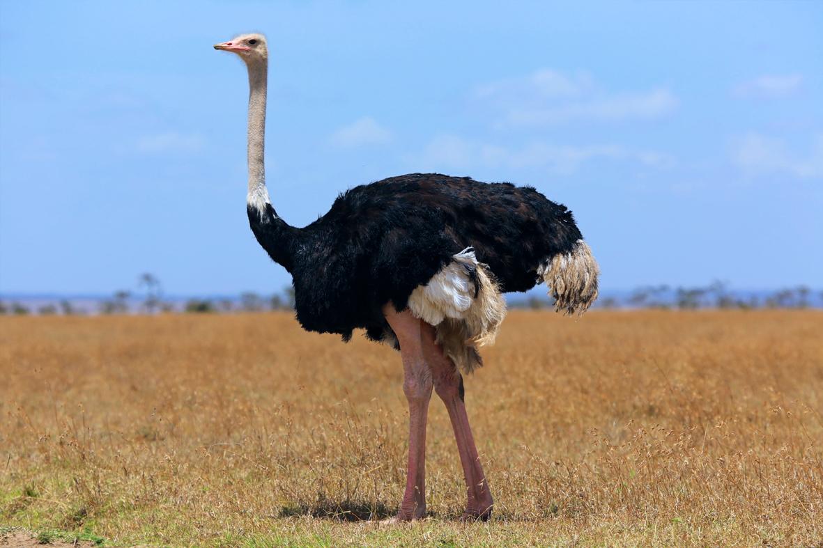 Uma ave curiosa chamada avestruz