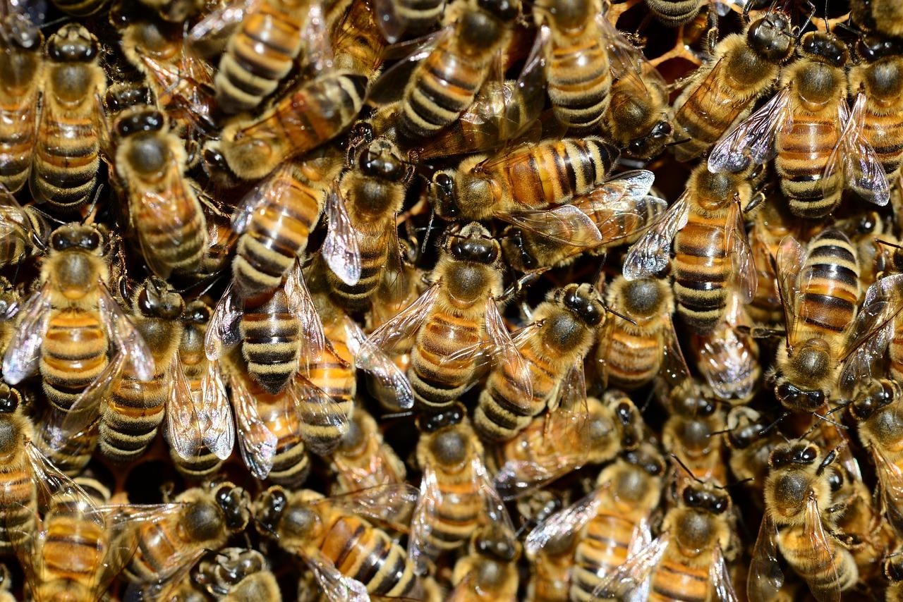 Veterinário alerta sobre perigo de ataques de abelhas; homem de 65 anos morreu na região