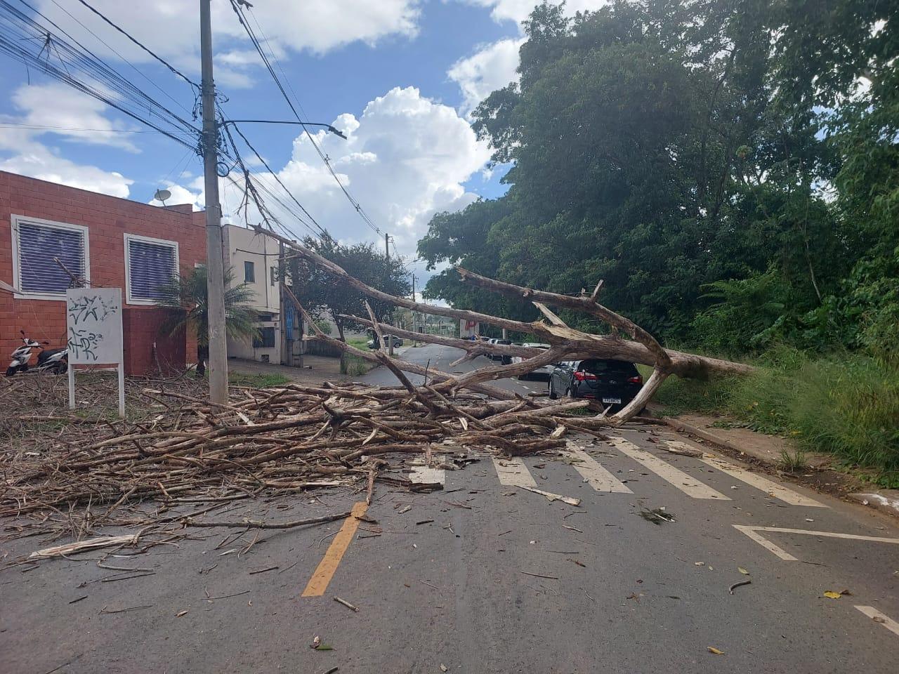 Árvore cai sobre carro em Itatiba. Ninguém ficou ferido