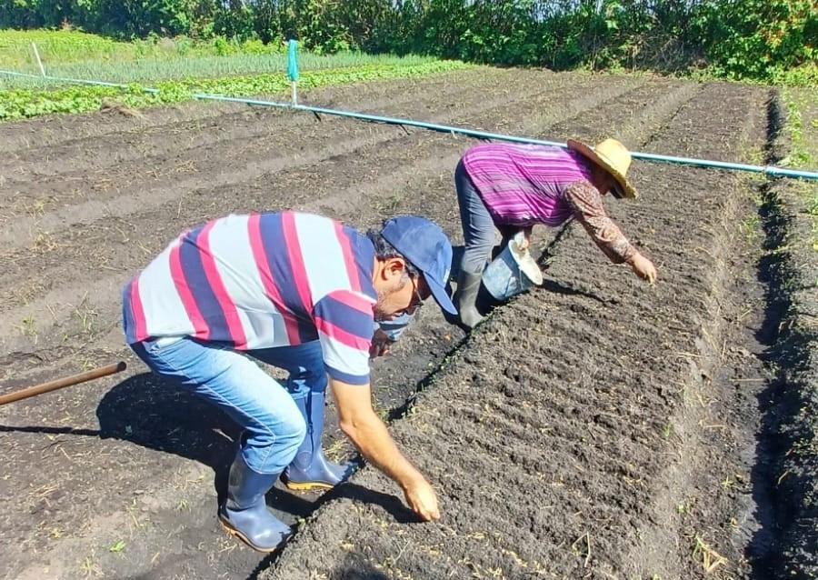 Calor e chuva: produtor do Cinturão Verde aposta em plantio direto para reduzir perdas