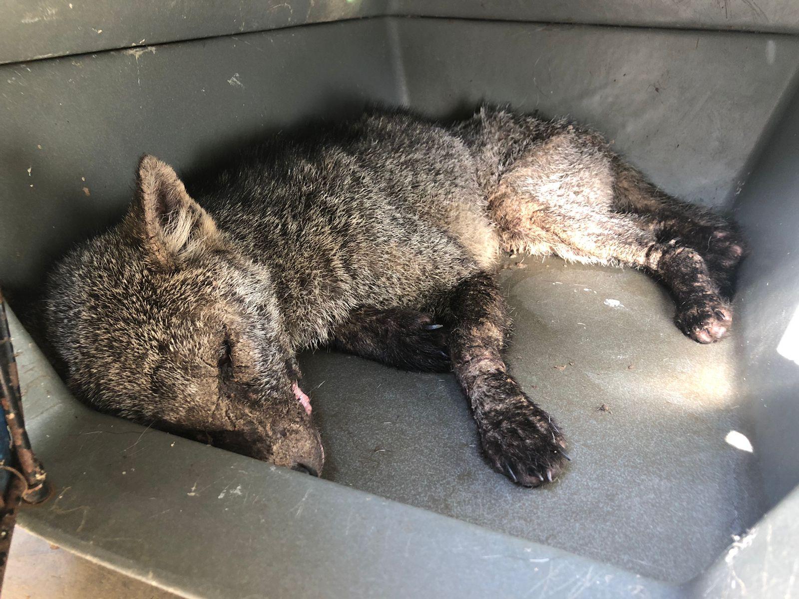 Mata Ciliar registra aumento da chegada de cachorros-do-mato ao CRAS