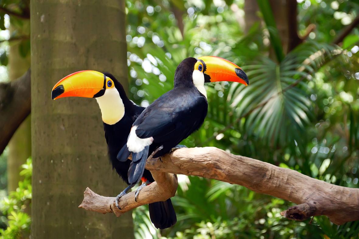 Uma bela ave chamada tucano