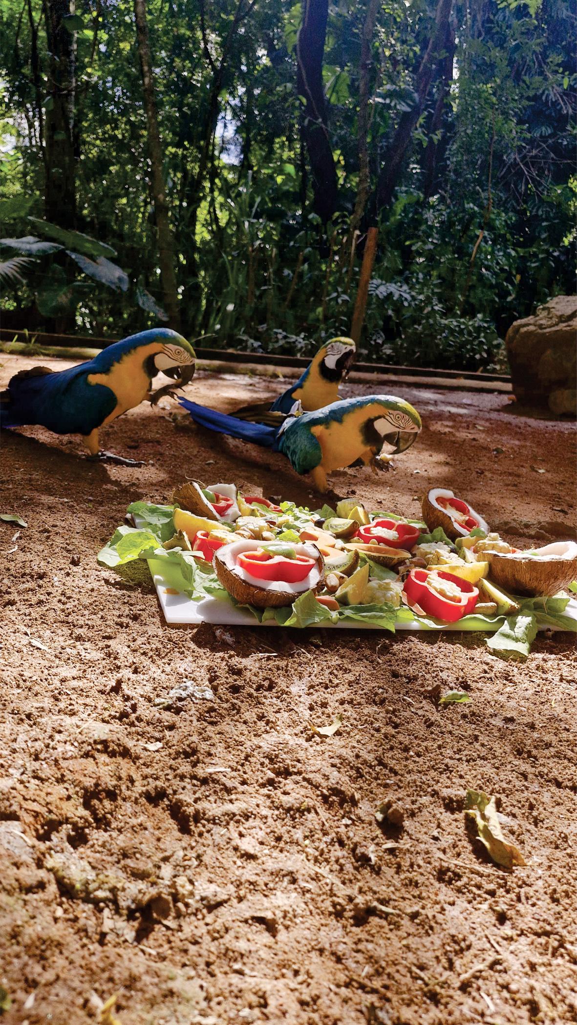 Reconhecido mundialmente, Zooparque Itatiba completa 30 anos