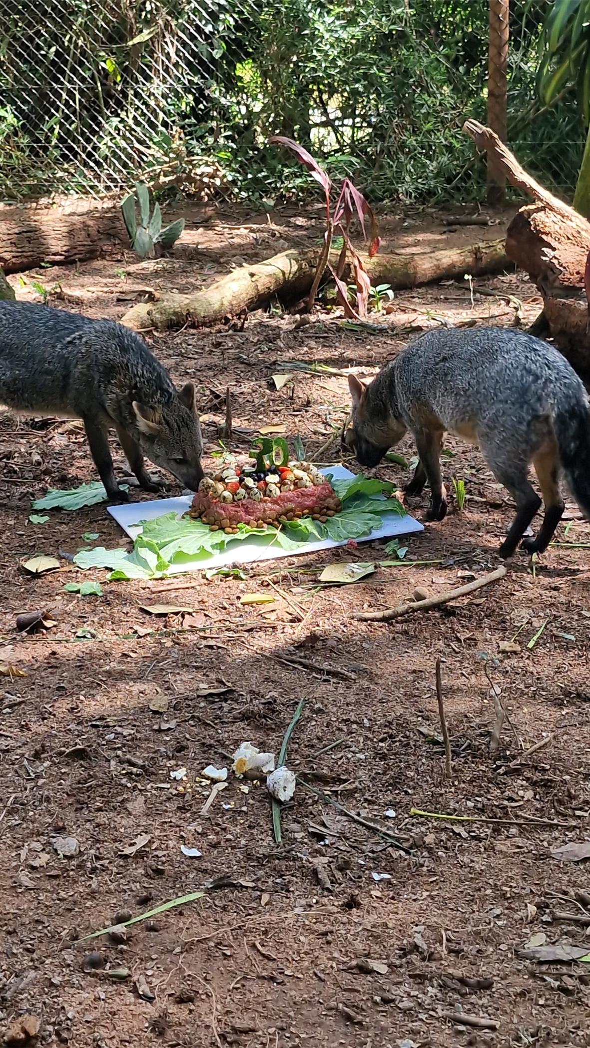 Reconhecido mundialmente, Zooparque Itatiba completa 30 anos