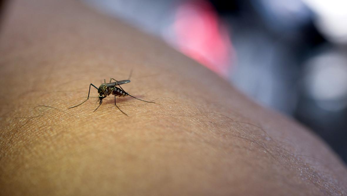 Campinas confirma 1ª morte por dengue em 2024