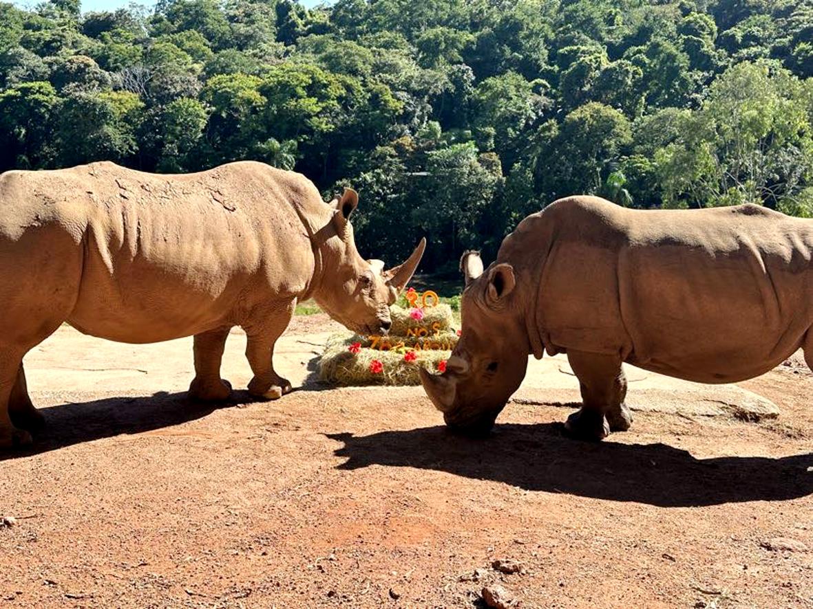 Reconhecido mundialmente, Zooparque Itatiba completa 30 anos