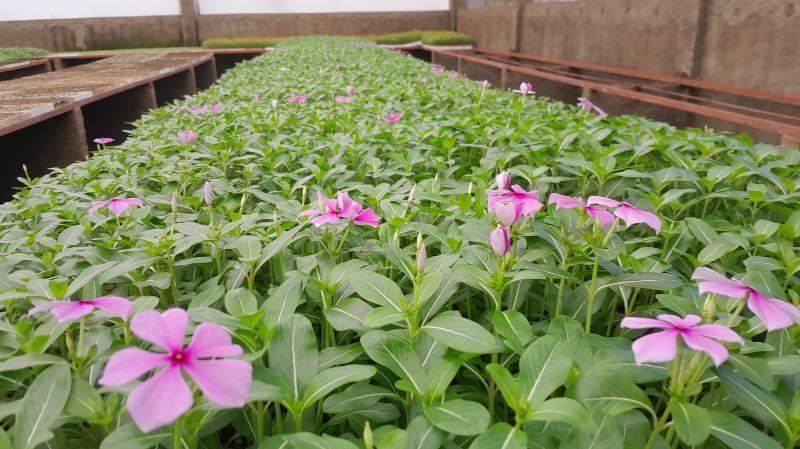 Viveiro de Campinas passa a cultivar mais uma espécie de flor, a vinca 