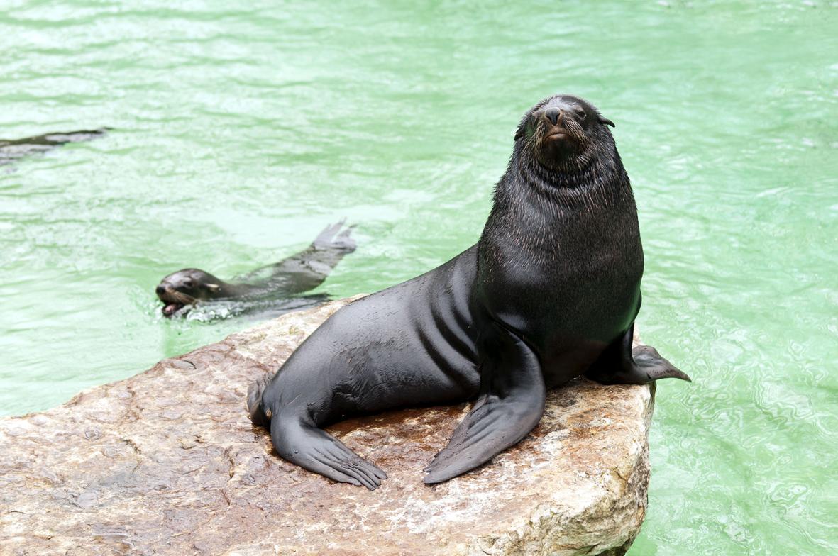 As aventuras de uma foca curiosa