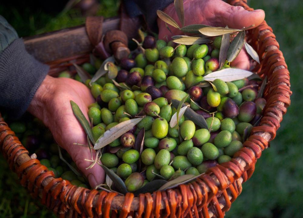 Com azeites premiados, olivicultura paulista é reconhecida internacionalmente