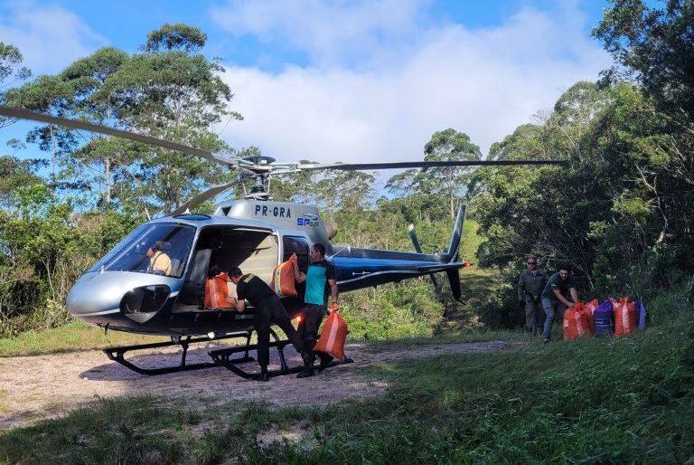 Lançadas do alto, sementes de palmeira-juçara repovoaram áreas protegidas de SP