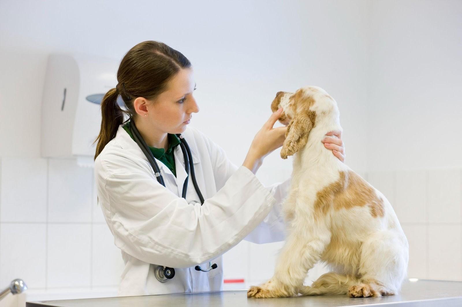 Março Amarelo traz alerta sobre doenças renais e urinárias em gatos e cães