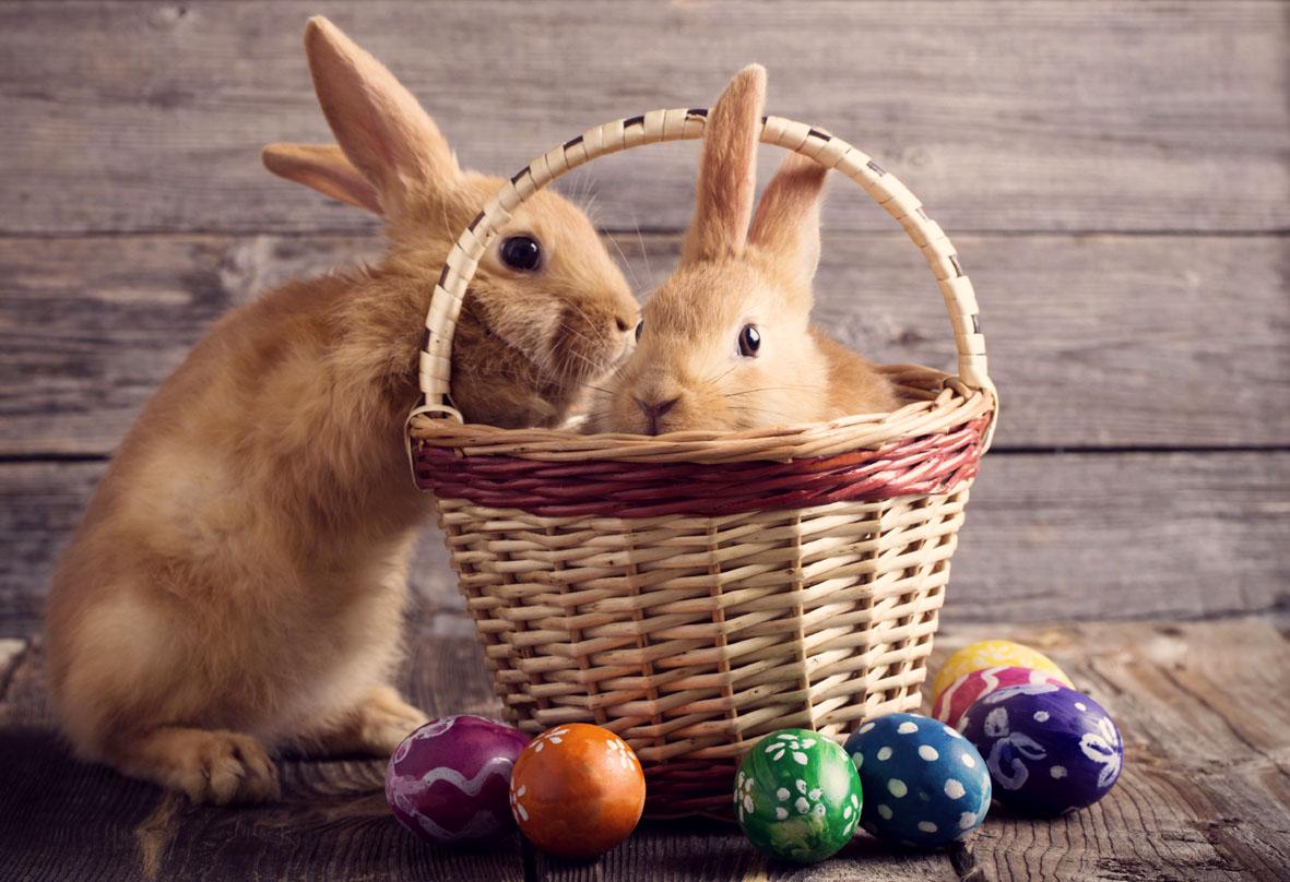 O coelho e o ovo de Páscoa