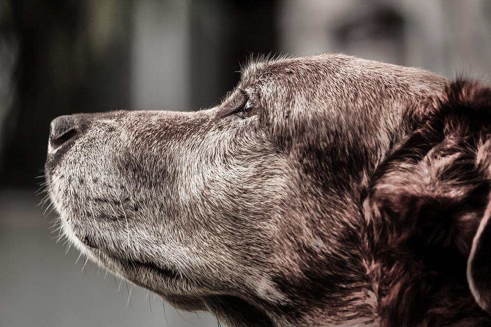 Os principais sinais de envelhecimento em cães e gatos