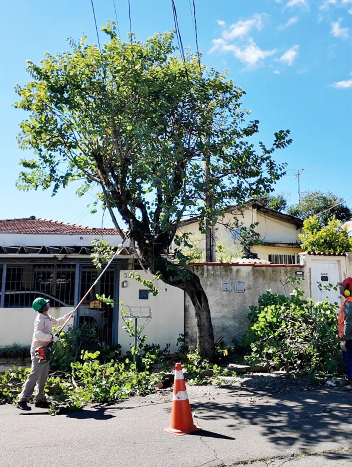 Remoção ou poda de árvores: entenda as diferenças, como e quando solicitar