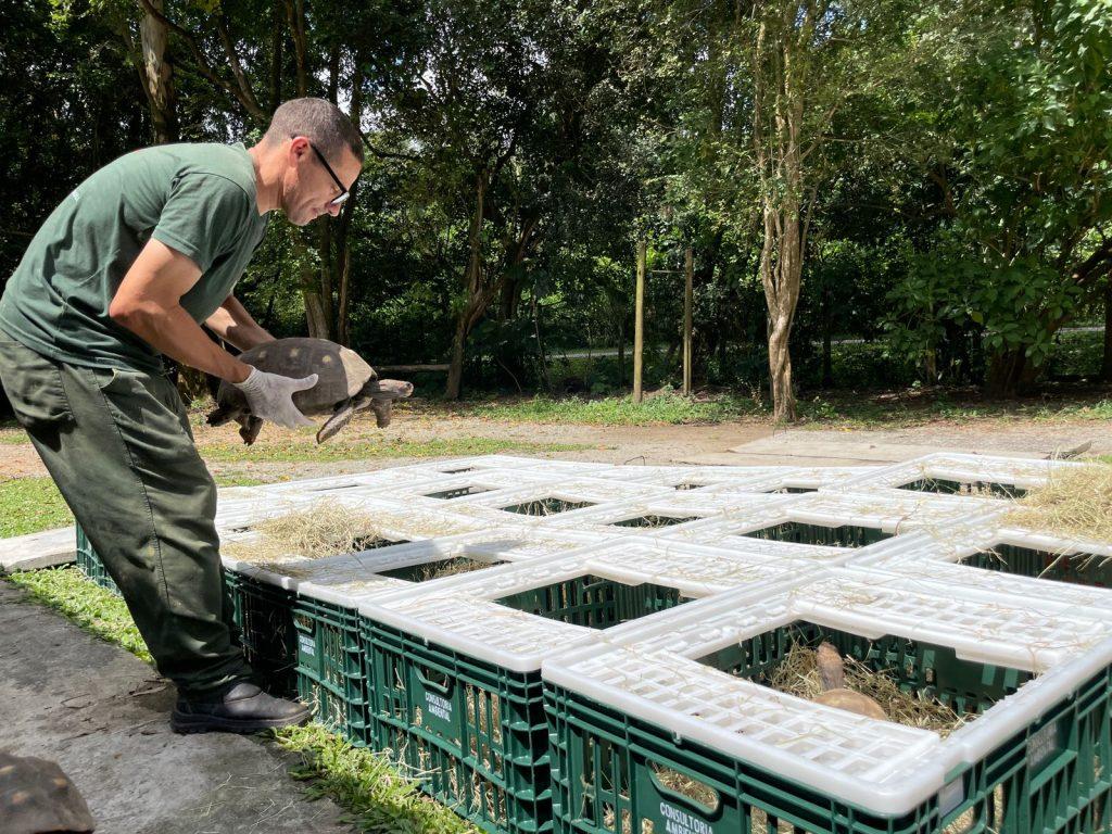 Resgatados do tráfico, mais de 130 jabutis são devolvidos à natureza