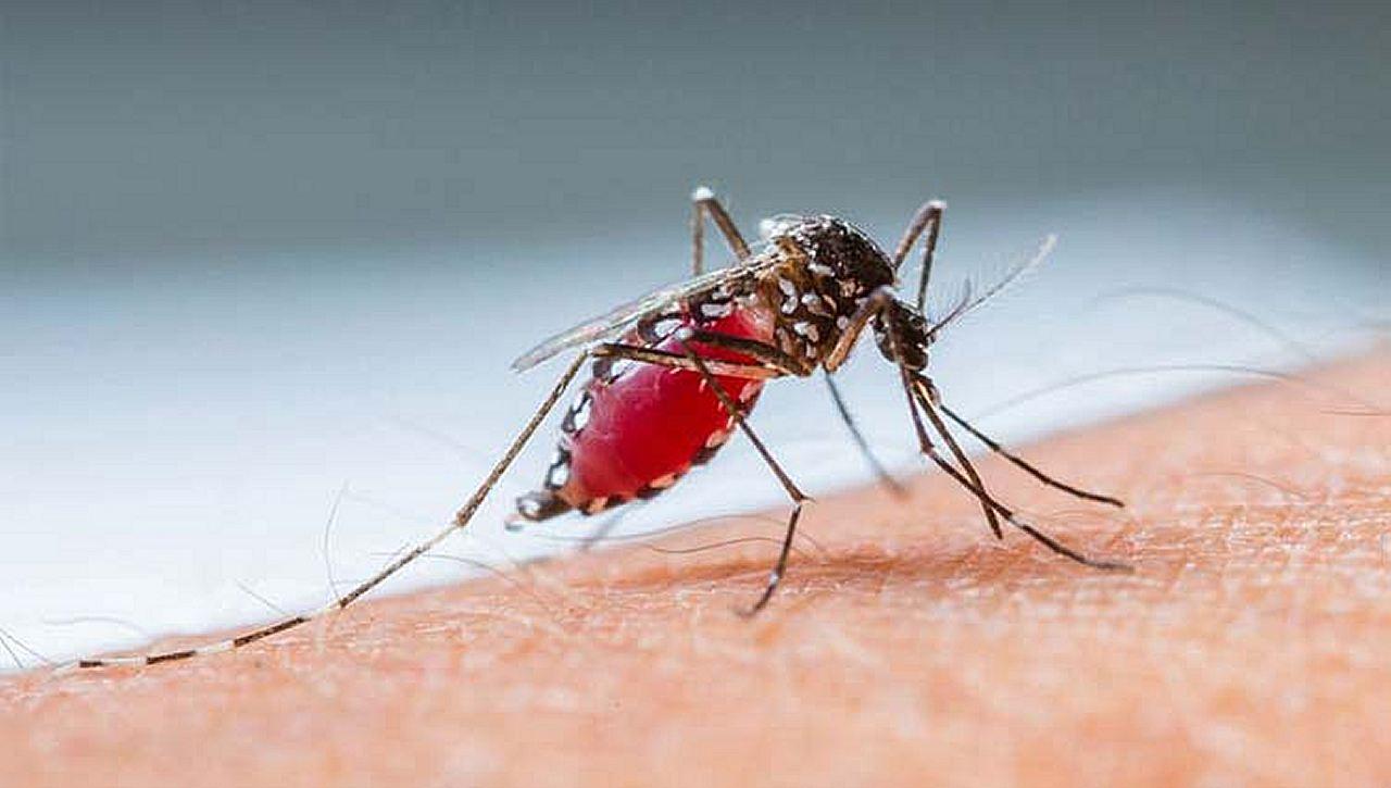 RMC tem três mortes suspeitas de dengue