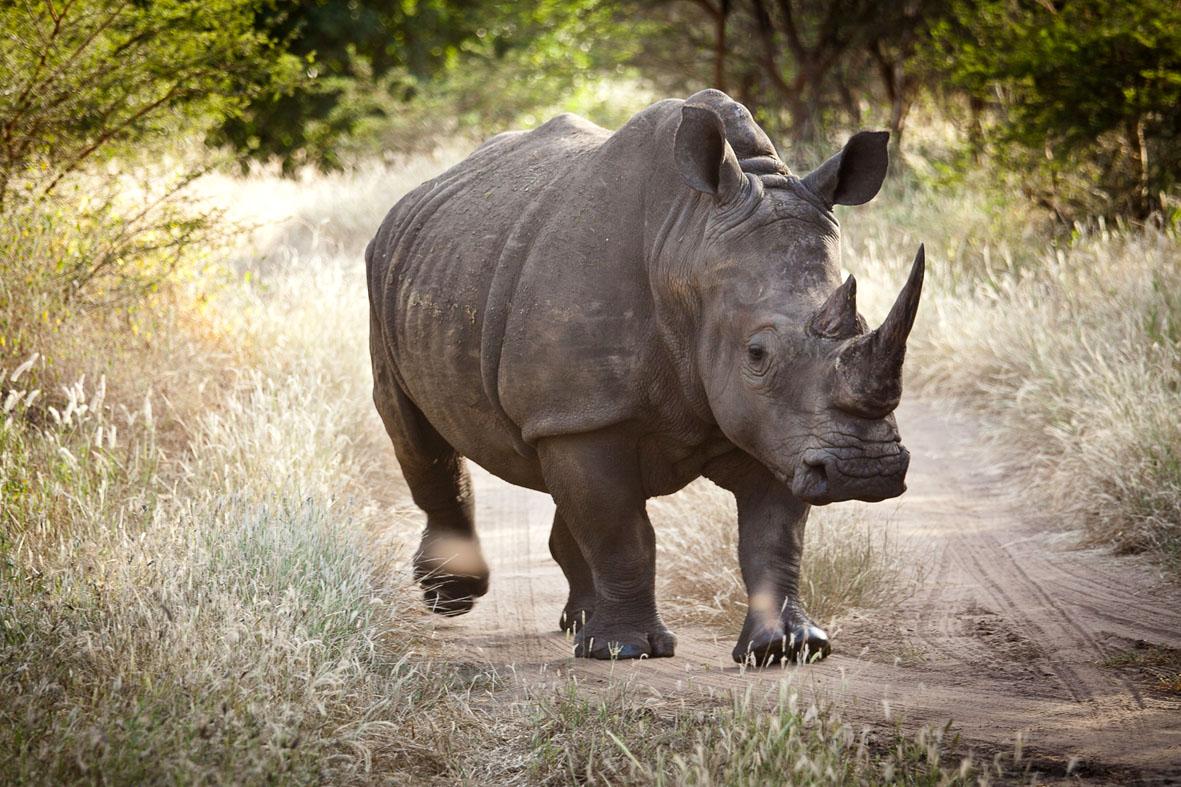 A fúria do rinoceronte