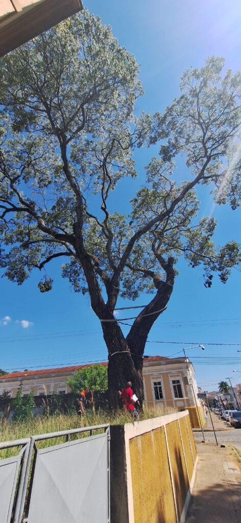 Defesa Civil condena Ipê Roxo tradicional em Amparo