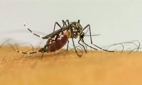 Itatiba, Americana e Louveira registram mortes por dengue na região