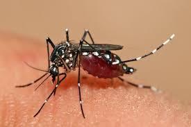 Louveira confirma primeira morte por dengue em 2024