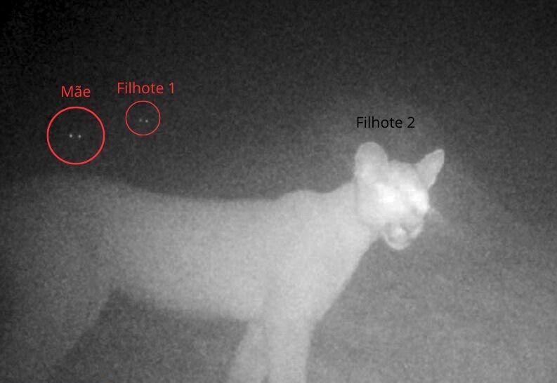 Onça-parda é flagrada por câmera instalada na Mata de Santa Genebra