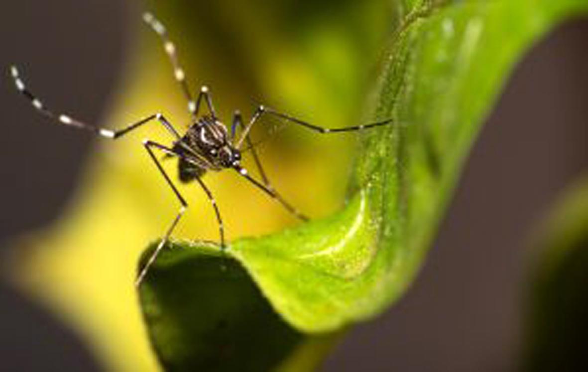 Laudos do Instituto Adolfo Lutz confirmam mais duas mortes por dengue em Itatiba