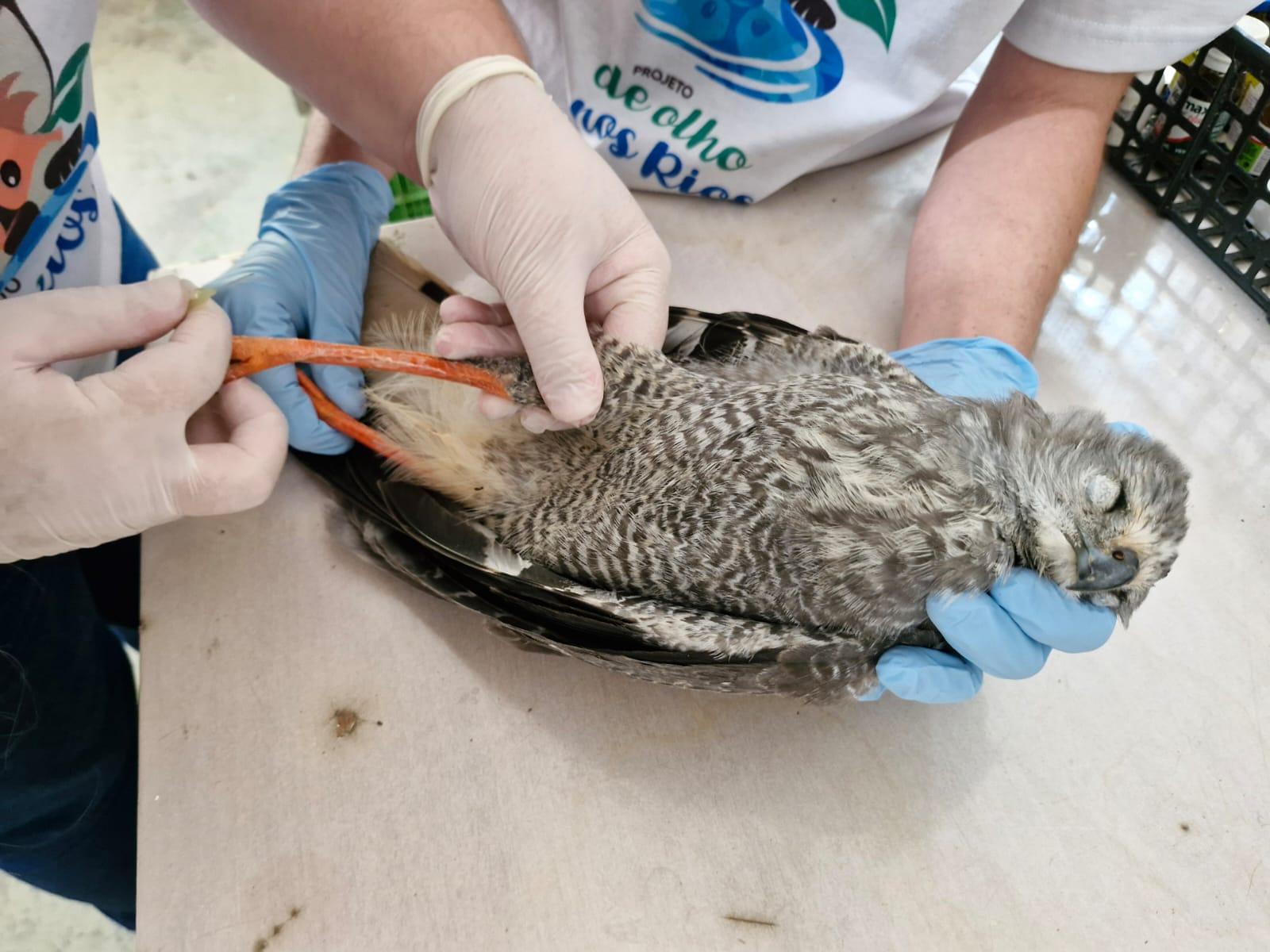 Mata Ciliar recebe gavião-pernilongo encontrado em via pública de Jundiaí