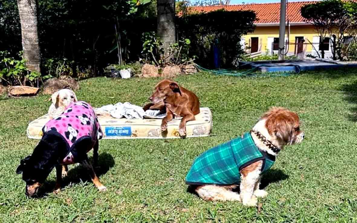 Covabra Supermercados promove terceira feira de adoção pet, neste domingo, em Itatiba