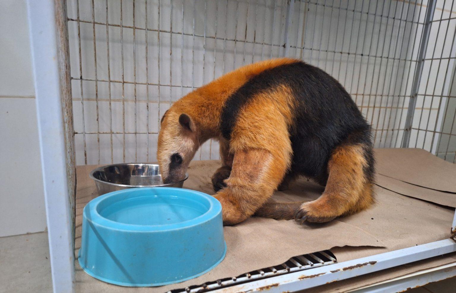 Primeiros animais vítimas de incêndios florestais começam a voltar à natureza