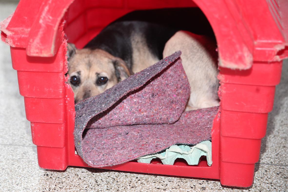 Aumento nas denúncias de abandono e maus-tratos a animais preocupa