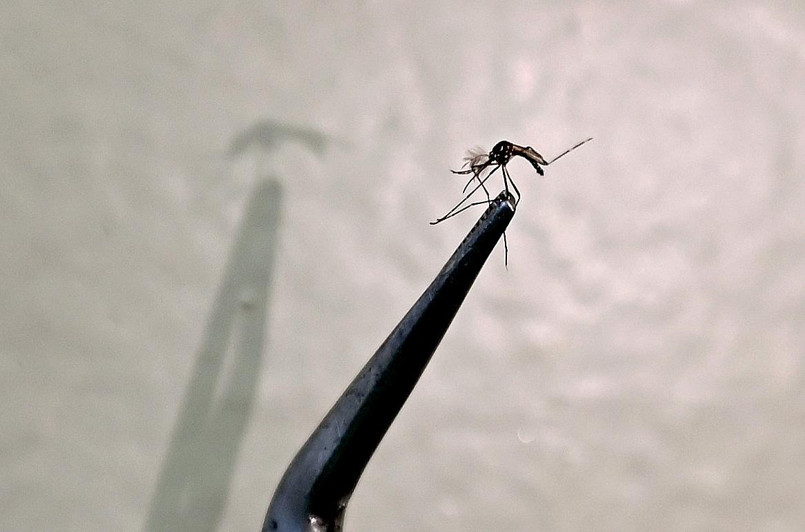 Campinas reforça orientações contra o Aedes aegypti após confirmar 1ª morte por chikungunya