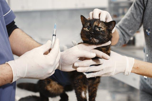 Como tratar da saúde dos seus animais de estimação no momento de se recuperarem de doenças