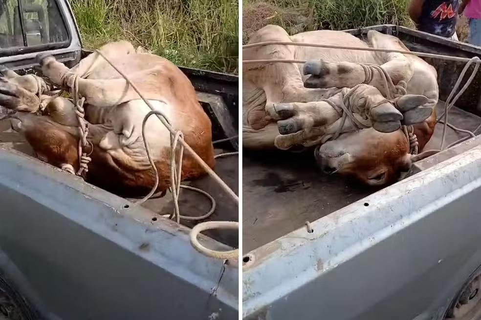 Dupla é presa por maus-tratos transportando bezerro amarrado em caminhonete