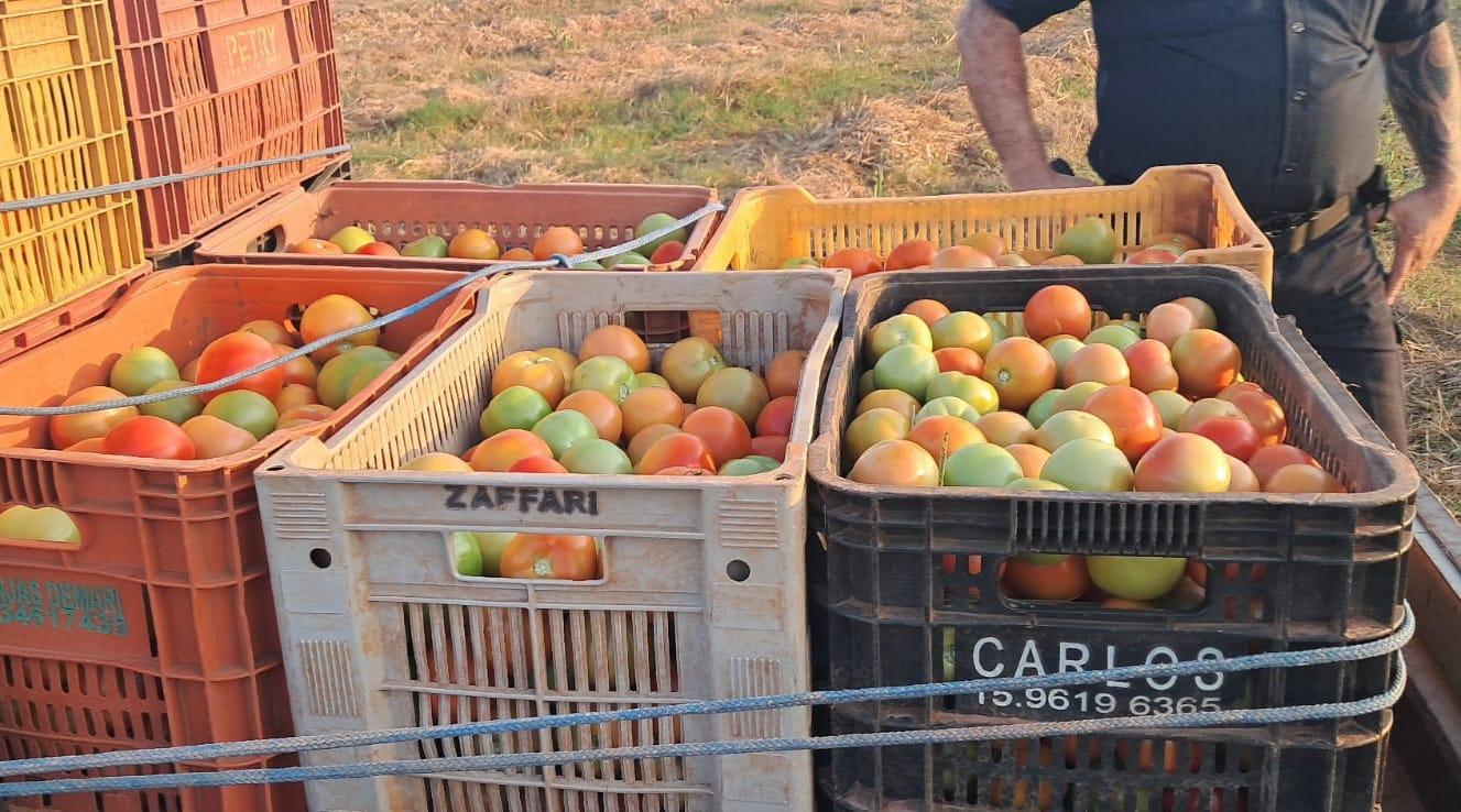 Furto de tomates na zona rural de Sumaré termina com prisões por crime qualificado