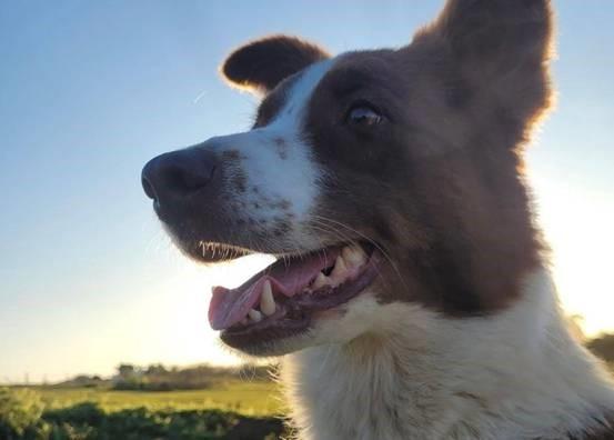 Galleria Shopping promove Encontro de Border Collies  com atividades especiais e feira de adoção