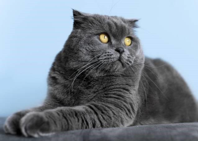 Galleria Shopping recebe Exibição de Gatos de  Raças Exóticas em parceria com a Fórmula Natural