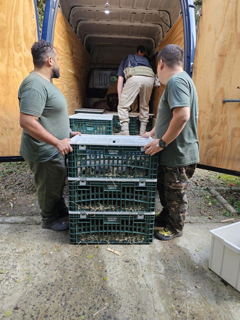 Governo de SP repatria 58 tartarugas-tigre ao Sul do país e alerta para os riscos do tráfico de animais
