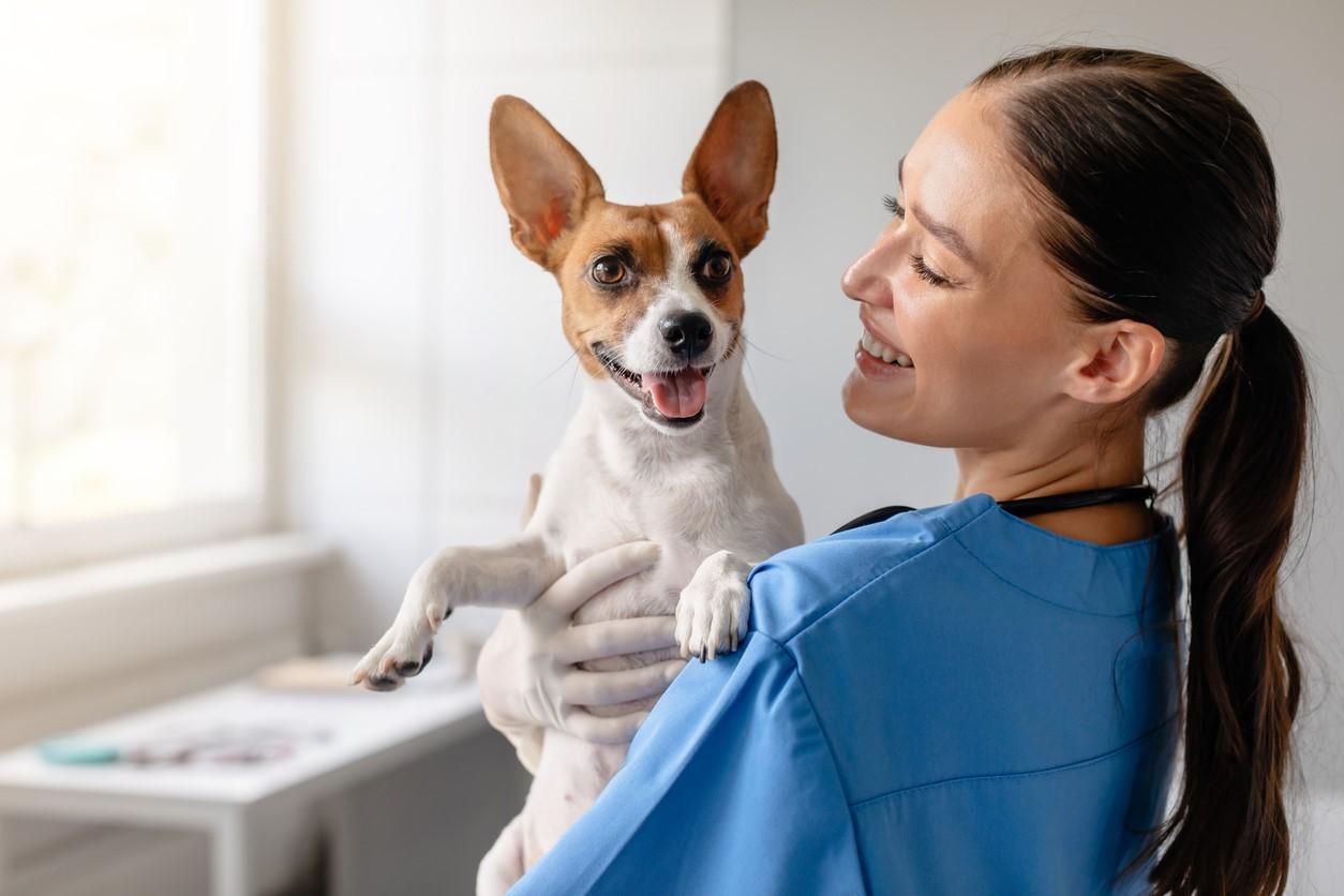 Saúde canina em dia: por que seu pet precisa de avaliações regulares