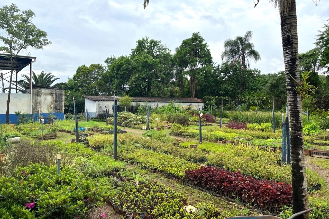 Viveiro Municipal de Itatiba cultiva mais de 70 mil mudas por ano e reforça ações ambientais