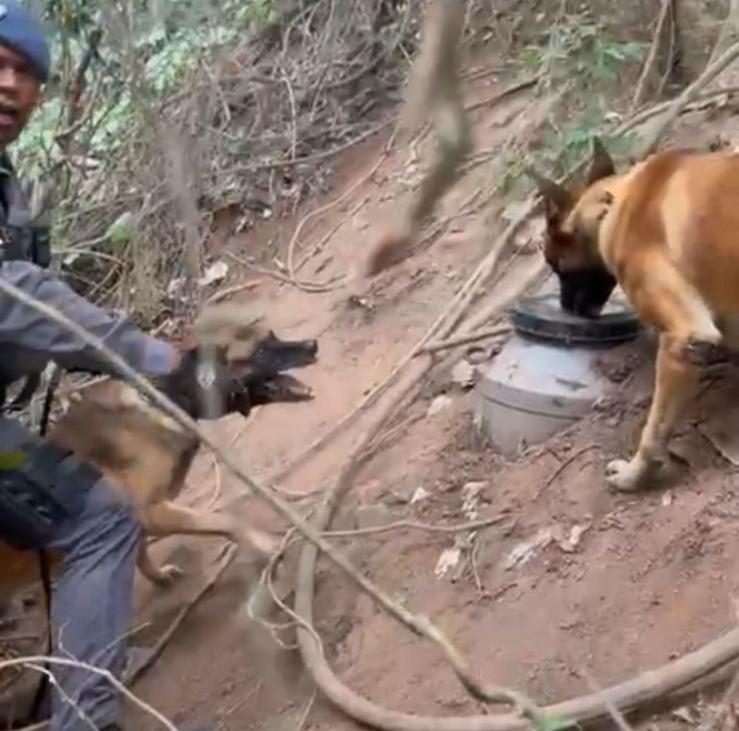 Cão farejador encontra drogas enterradas em tonéis em Jundiaí