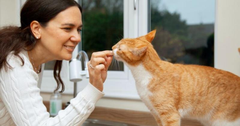 E-book da USP ajuda tutores de gatos a melhorar convivência e bem-estar dos animais