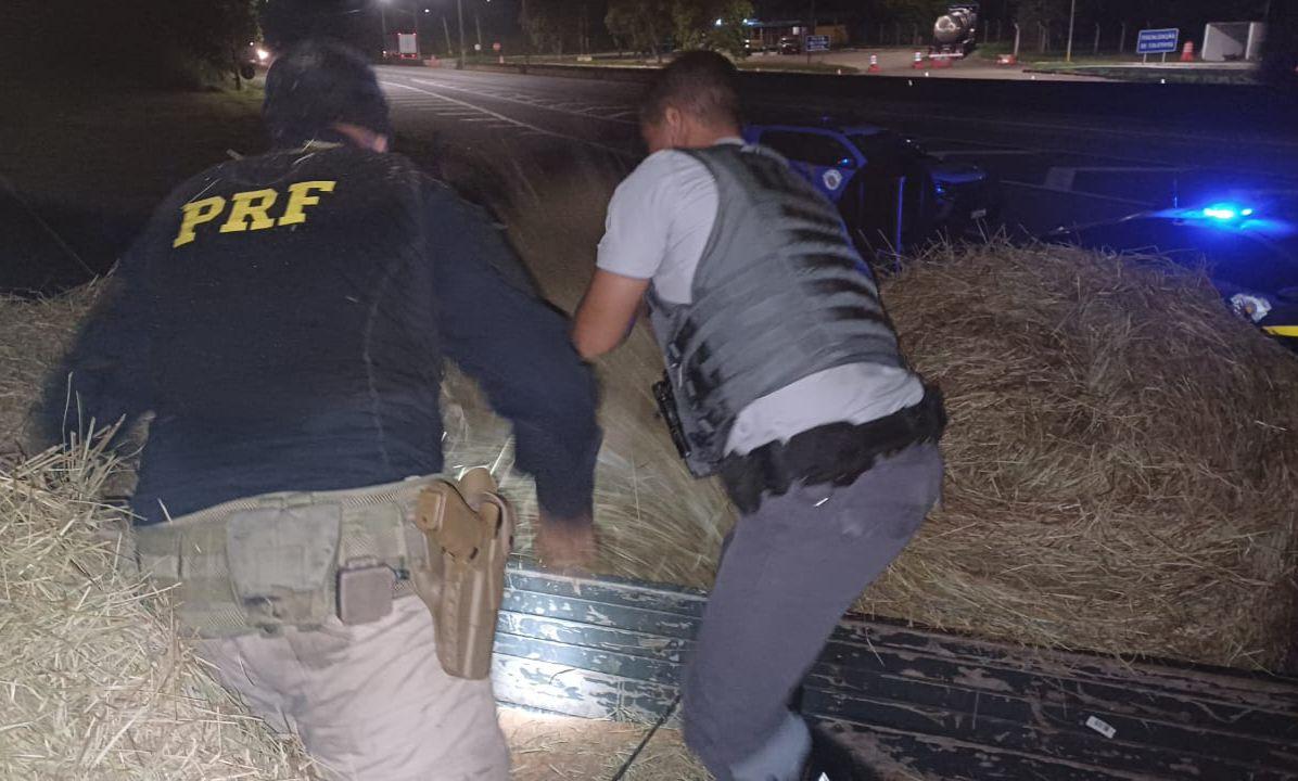 Mais de 400 kg de maconha são encontrados em carga de feno no interior de SP