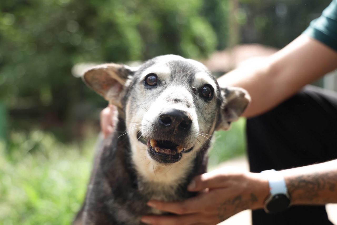 Prefeitura de Jundiaí lança ‘Projeto KAHU’ para incentivar adoção de animais idosos e com deficiência