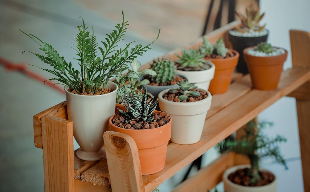 Seu Jardim com Toque Pessoal: Ideias DIY para um Verde Cheio de Charme (e uma Pitada de Tecnologia!)