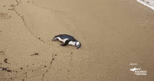 43 pinguins são encontrados mortos em praias do Litoral Norte de SP em apenas três dias