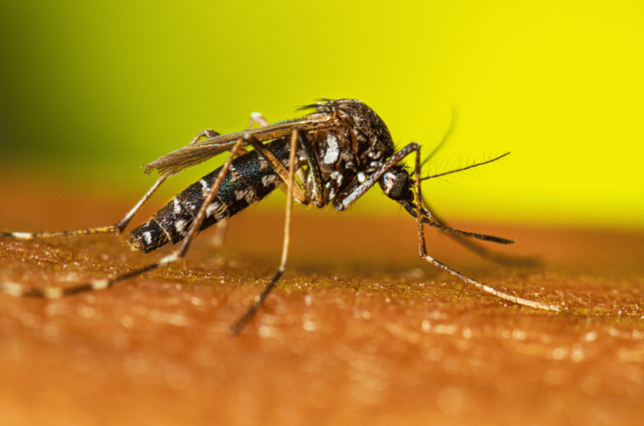 Estudo aponta molécula capaz de matar larvas do mosquito da dengue em própolis de abelha sem ferrão