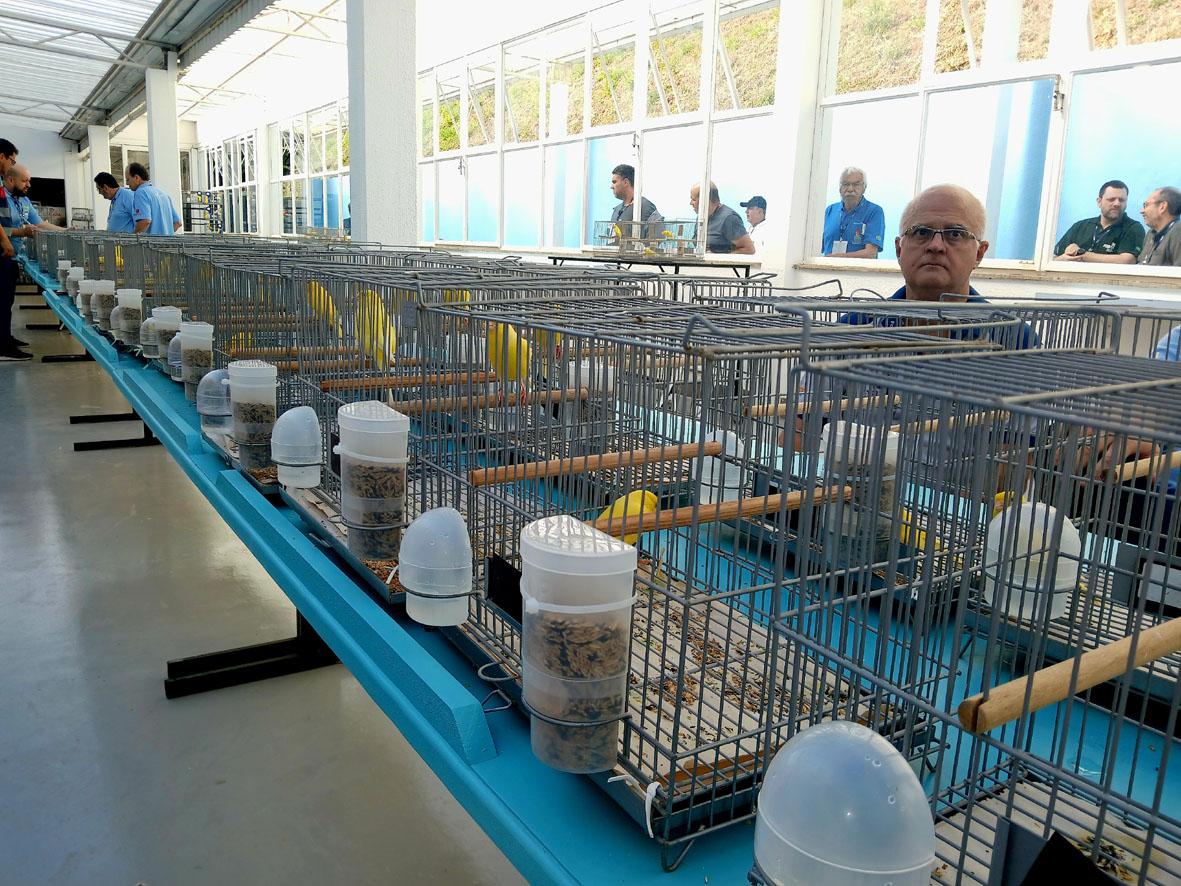 Expoaves 2025 abre exposição das aves campeãs neste fim de semana em Itatiba