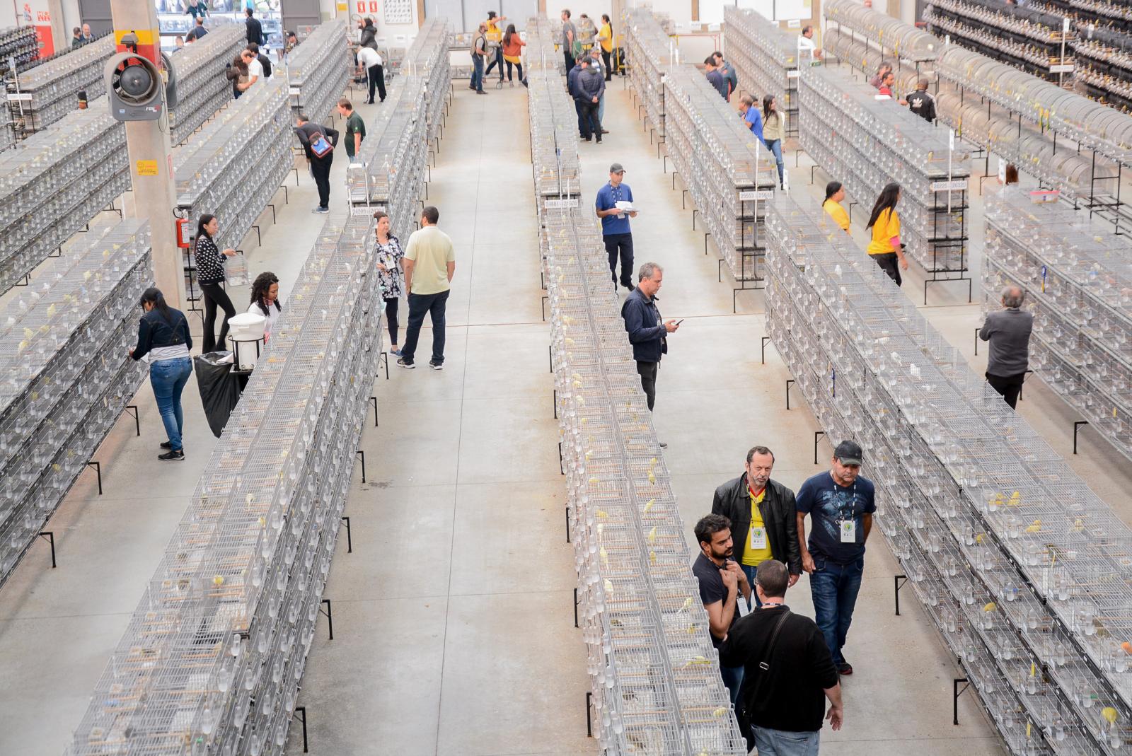 Expoaves 2025 começa nesta quarta com mais de 20 mil aves em exposição