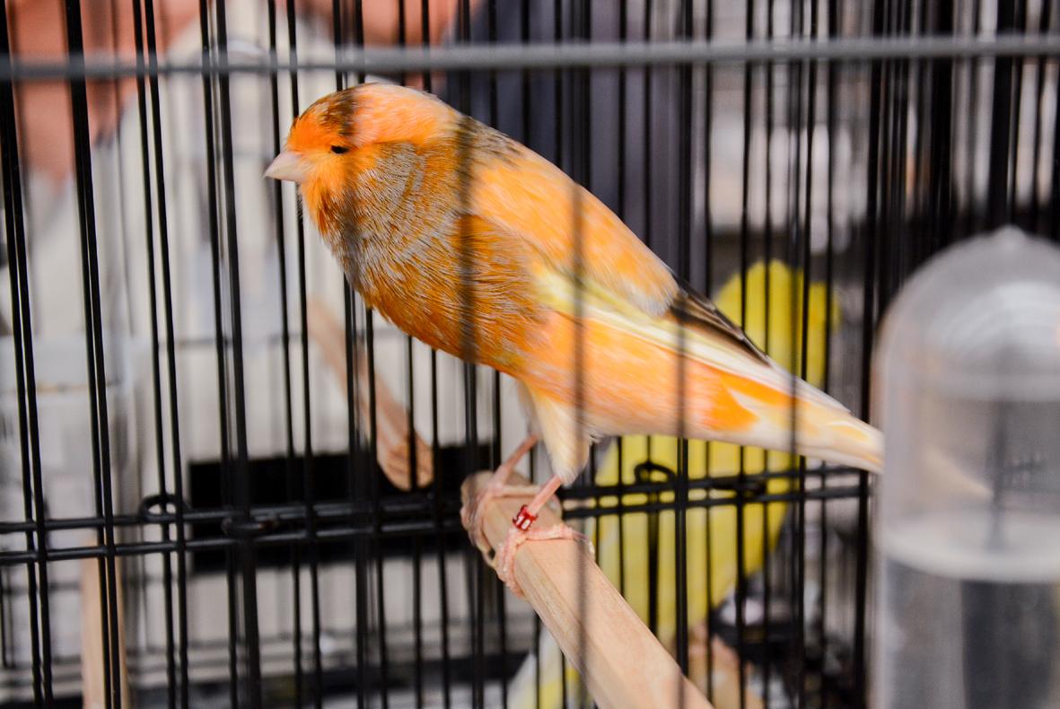 Expoaves 2025 reúne mais de 20 mil aves e 174 clubes em Itatiba