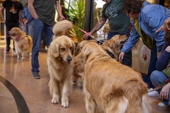 Galleria Shopping promove Encontro de Goldens  com atividades especiais e feira de adoção
